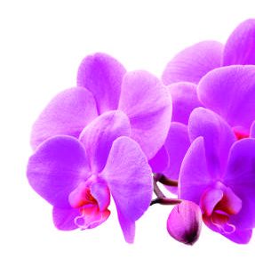 Aromatizante ambiental Libre
