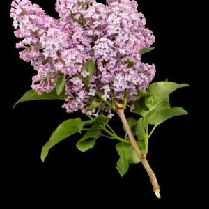 Orquídea y jazmín